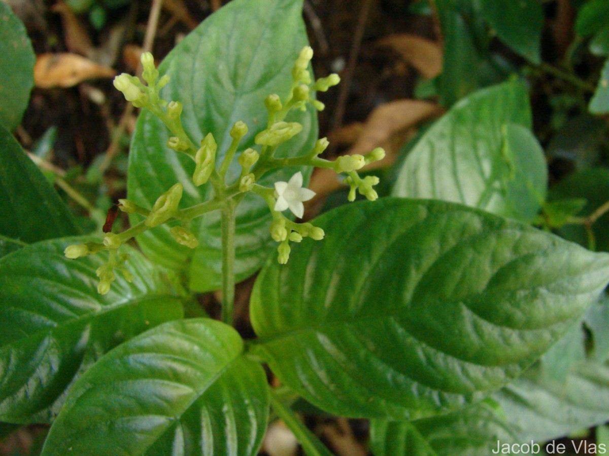 Ophiorrhiza mungos L.